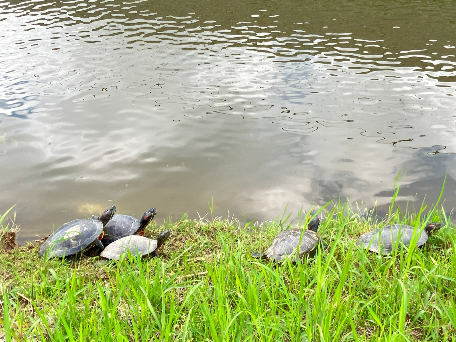 池の亀