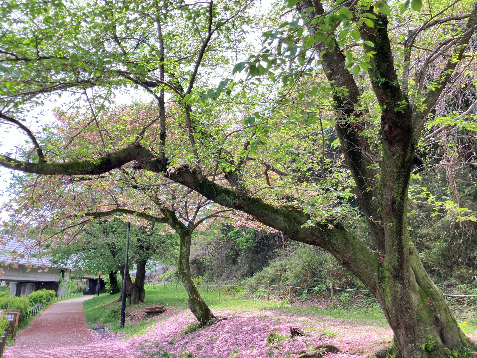 公園入口の桜