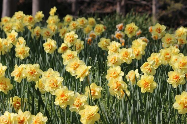 萱田地区公園に咲くスイセンの花