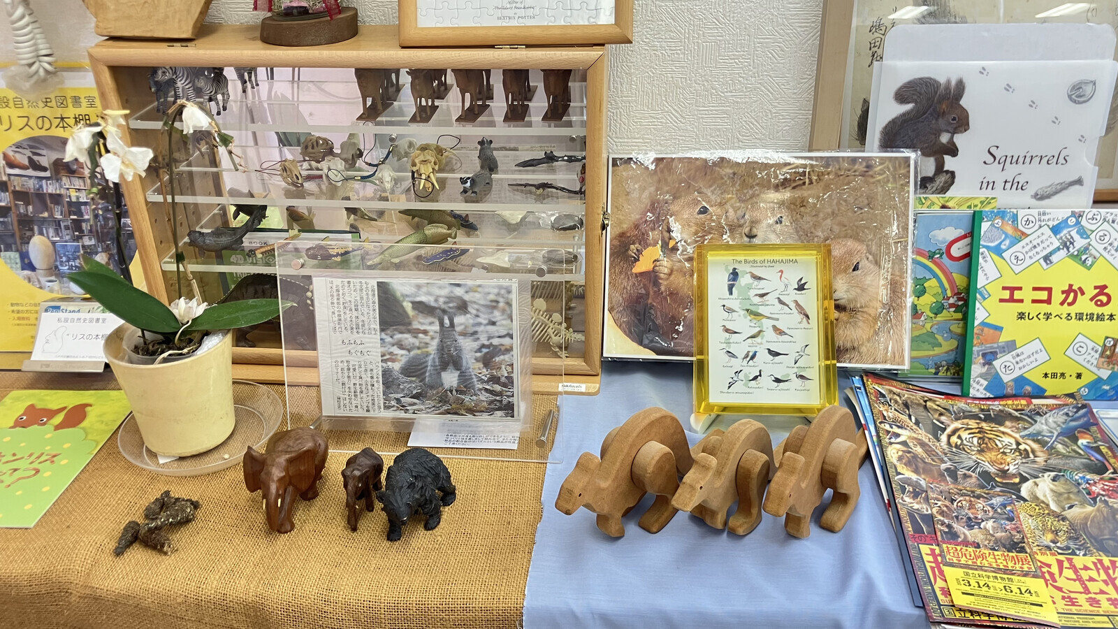 リスの本棚の標本や木彫りの動物と本の展示