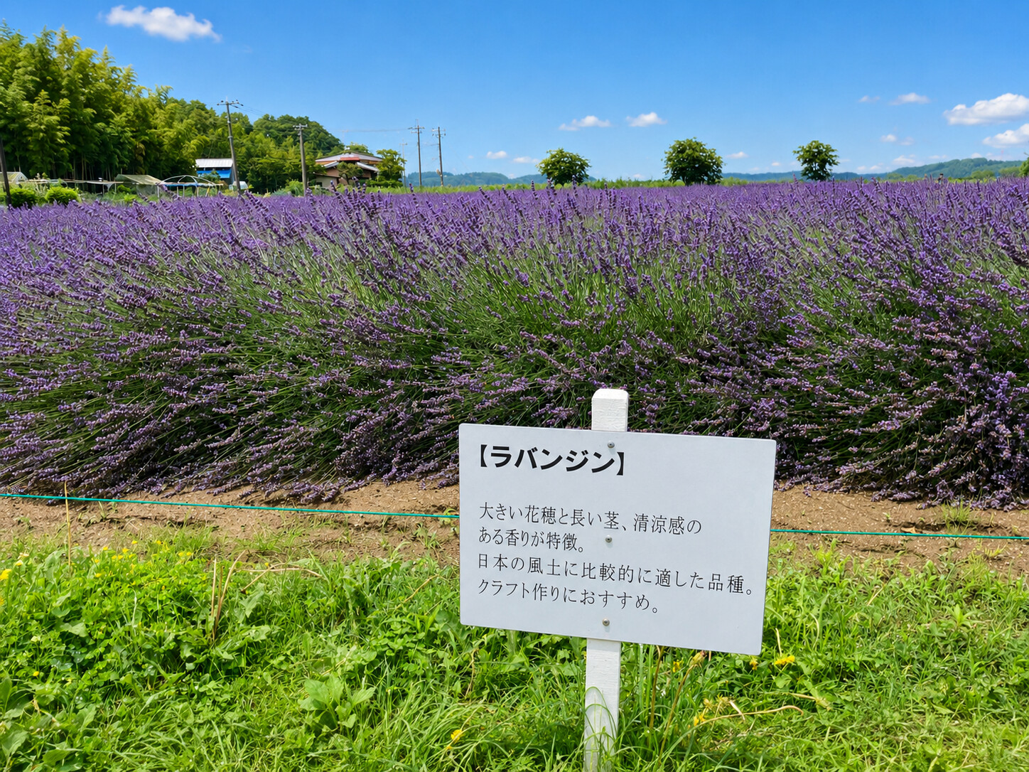 ラベンダーの品種ラバンジンの説明看板