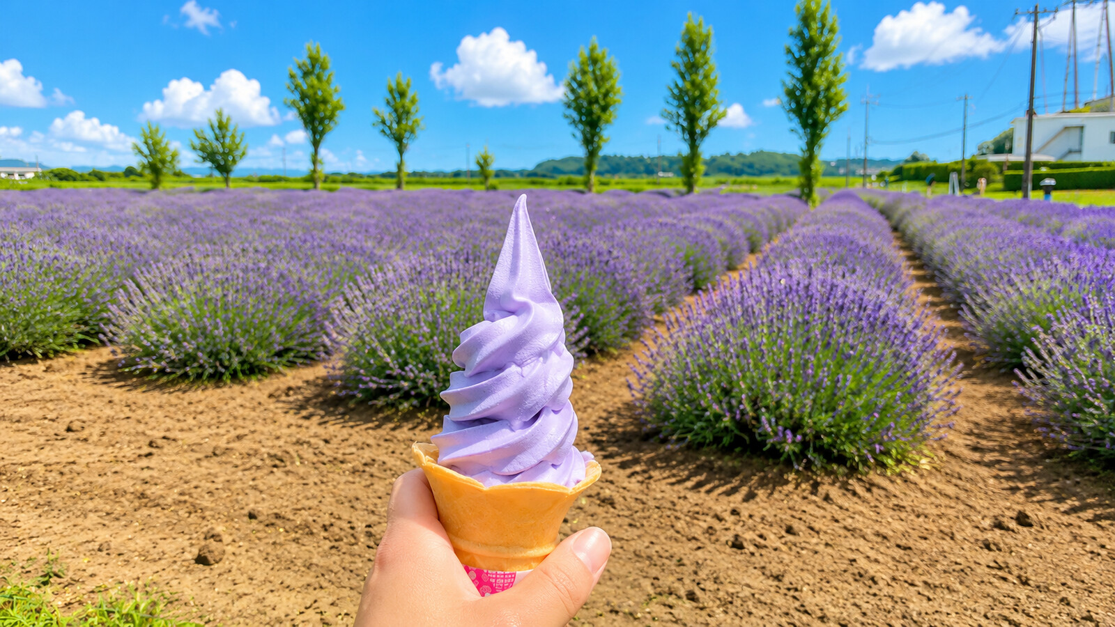 ラベンダー畑を背景にしたラベンダーソフトクリーム