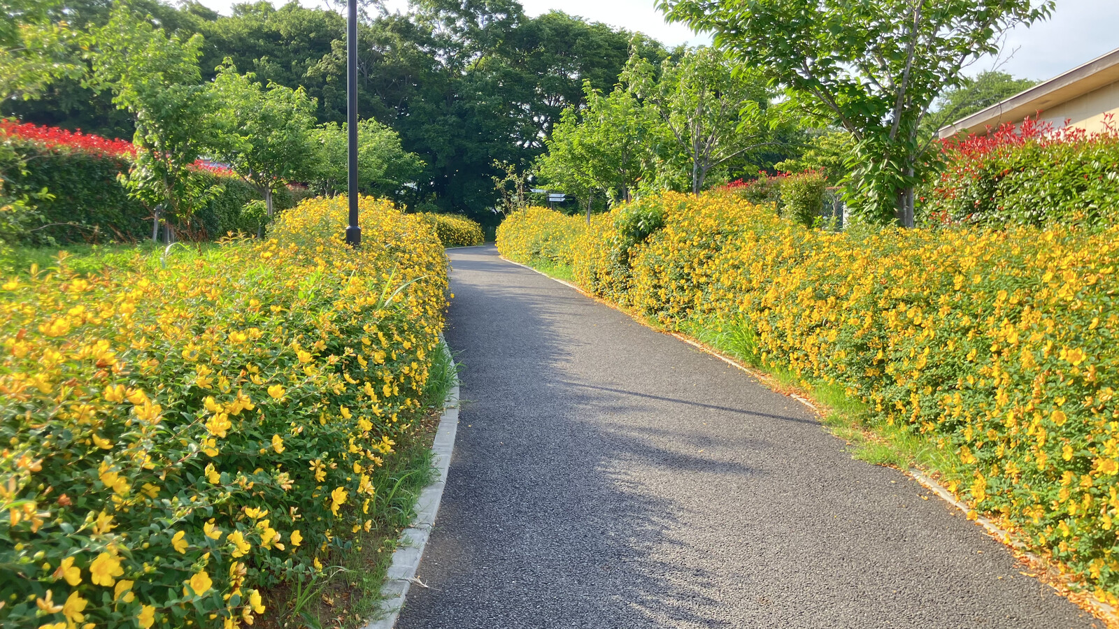 西部近隣公園の遊歩道に咲くキンシバイの黄色い花