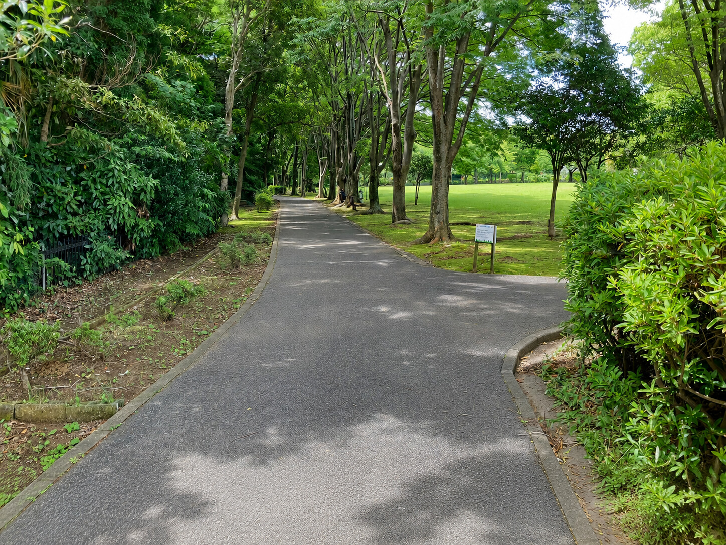 八千代台近隣公園の整備された遊歩道(並木道)