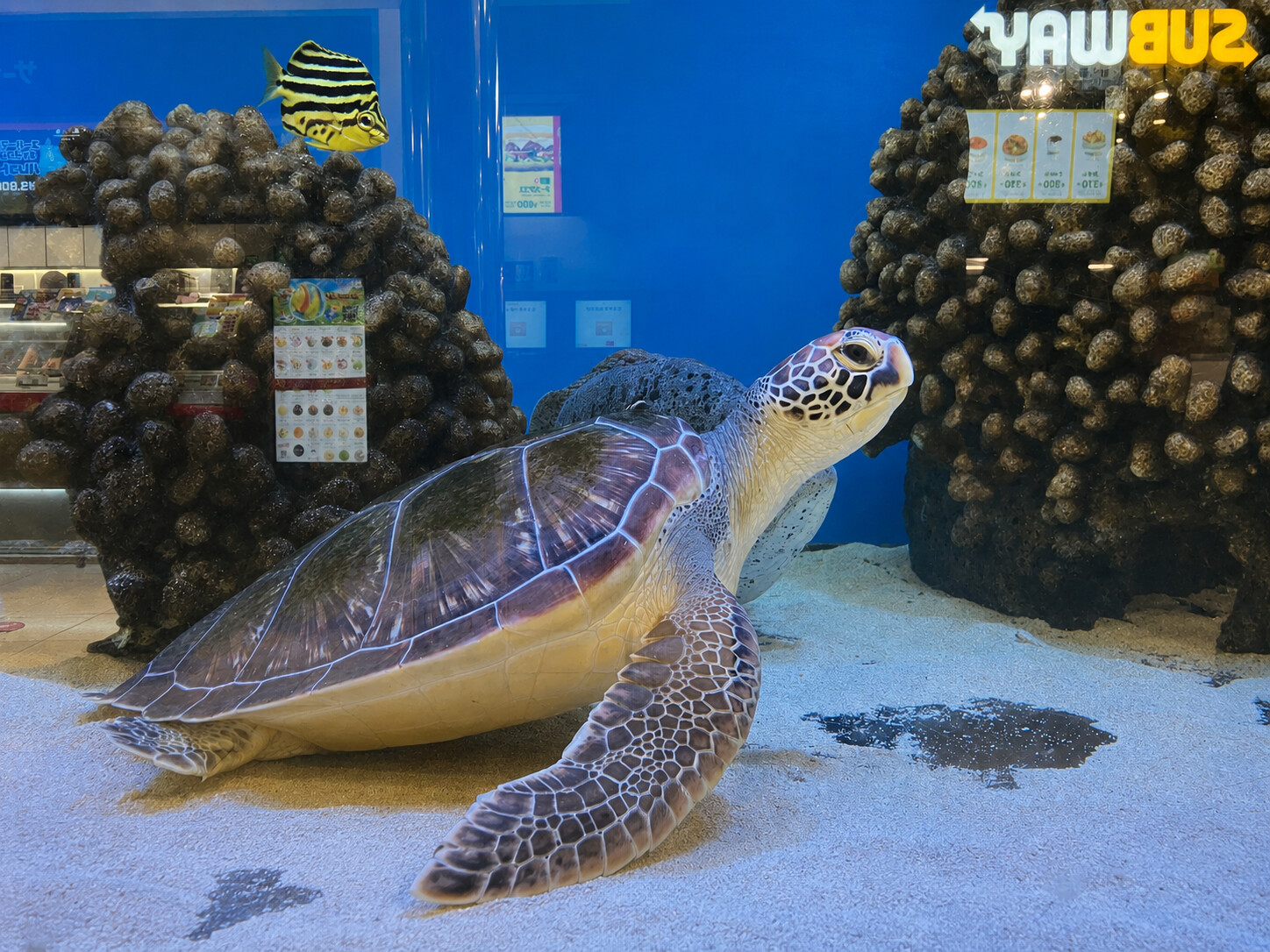 ユアエルム八千代台店 エルム水族館のウミガメ